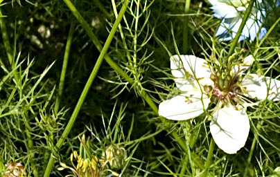 Черен кимион (Nigella sativa) Черен кимион (Nigella sativa)